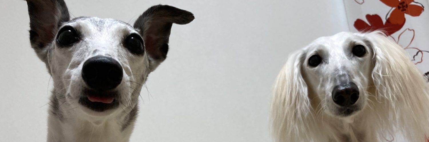 salukyun's profile banner image