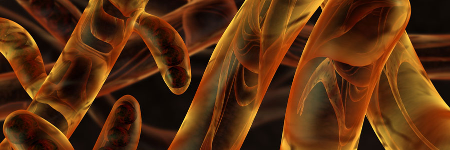 FUNGIMICROBES's profile banner image