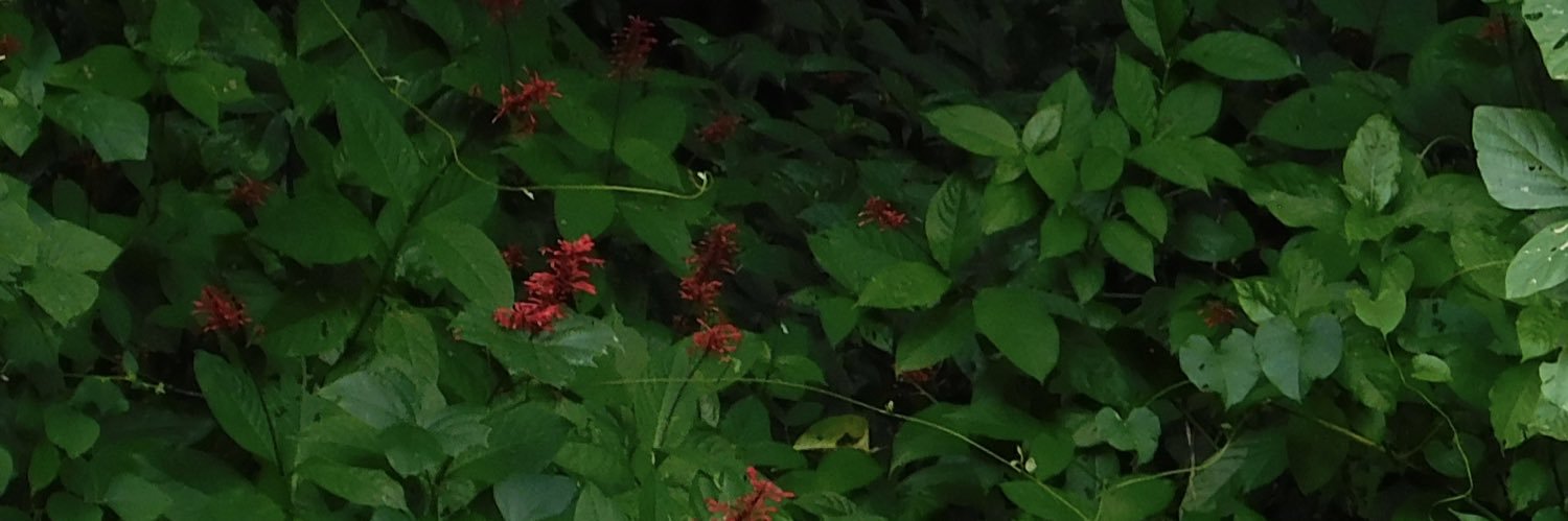 ivvspr's profile banner image