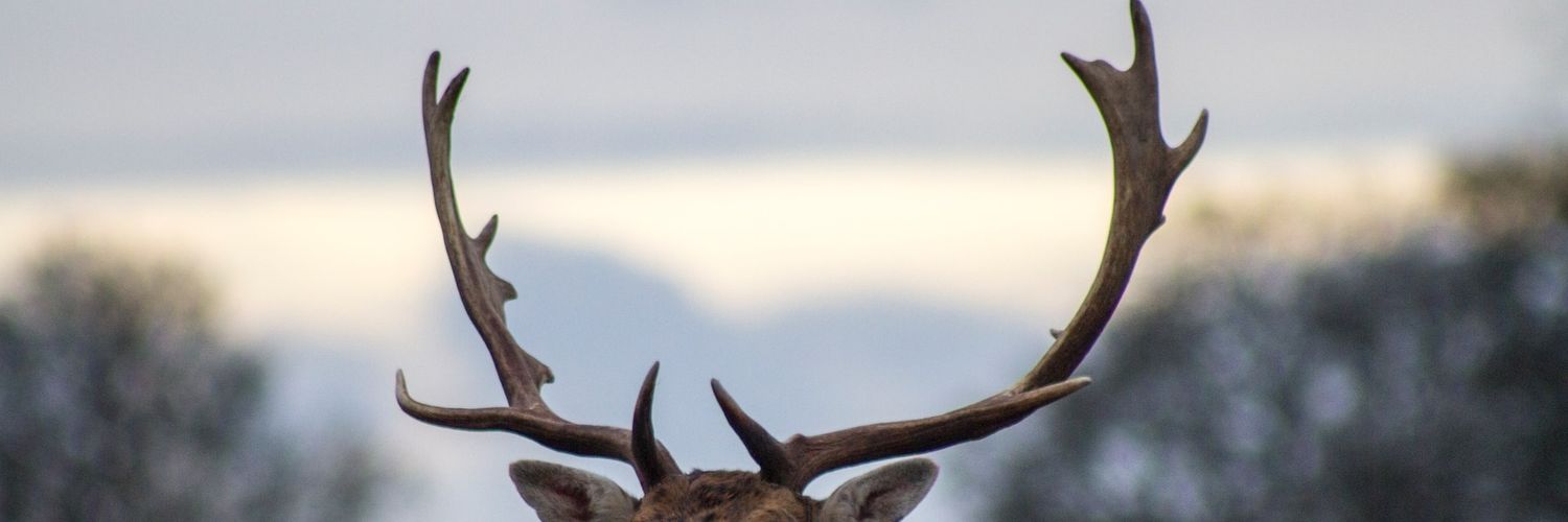ramramshet's profile banner image
