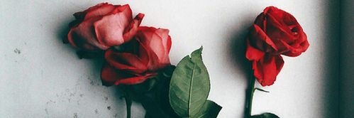 Tah_rousso's profile banner image