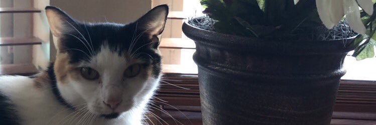 delusionallex's profile banner image