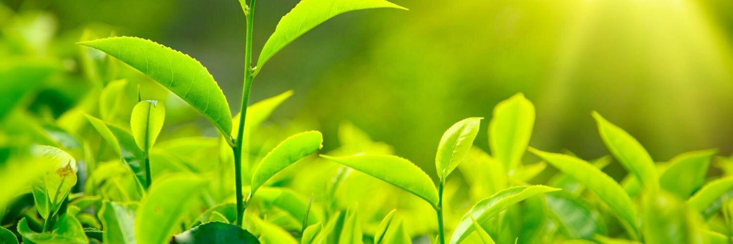 GodsHealthTips's profile banner image