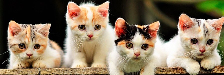 AlimAltin's profile banner image