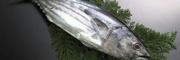 NA70maimai Profile Banner