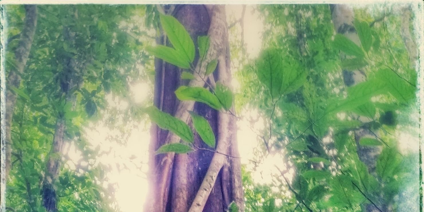 Ulises Flores Luna banner