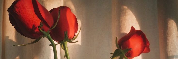 AnnThinkings's profile banner image