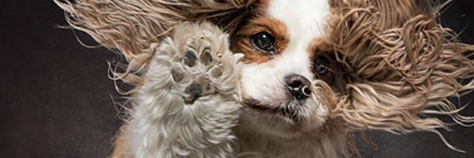 FancySheri1's profile banner image
