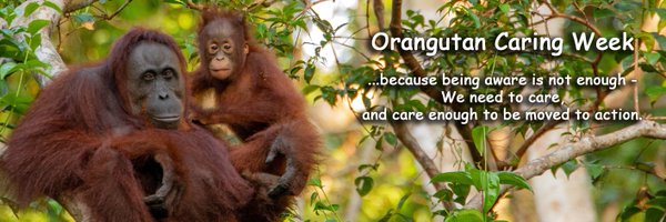 Orangutan Caring Week Profile Banner