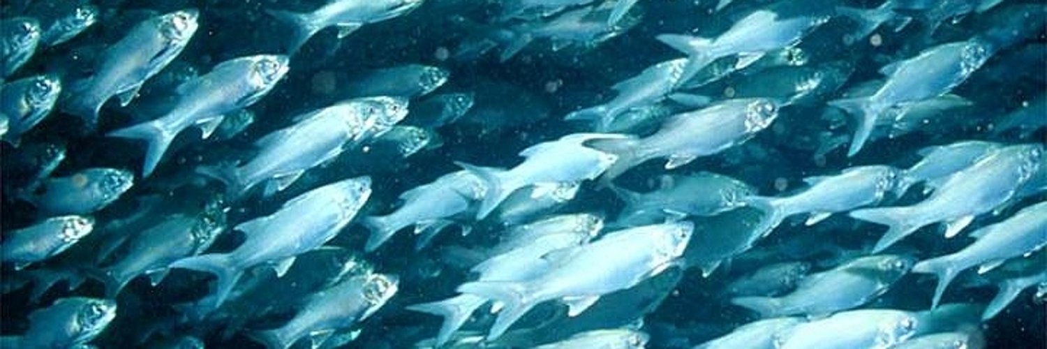 Donna Emerald banner