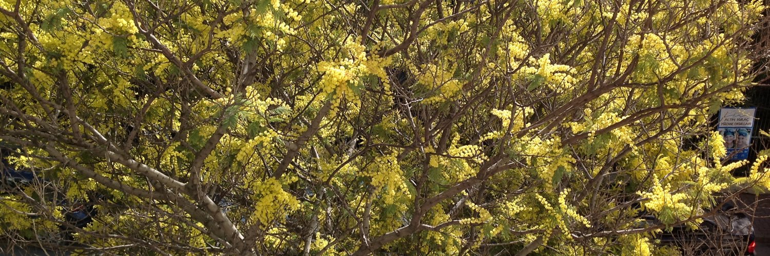 UlucAyda's profile banner image