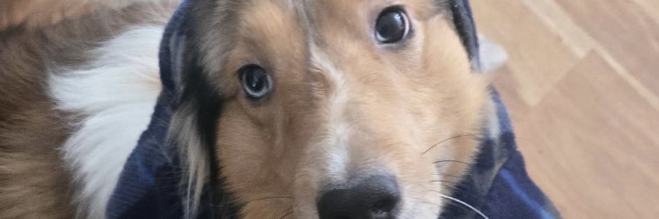 kichohl's profile banner image