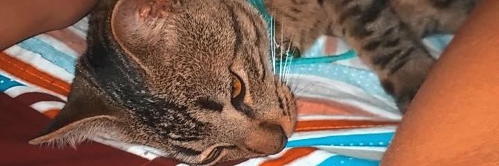 AcostaLuuli's profile banner image