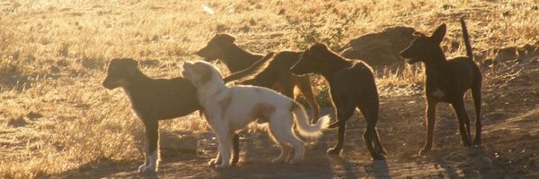 acdachile Profile Banner