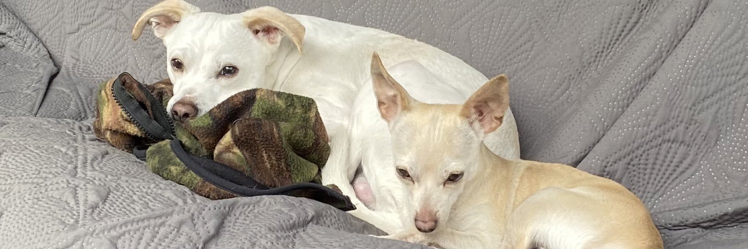 ShellyGuido's profile banner image