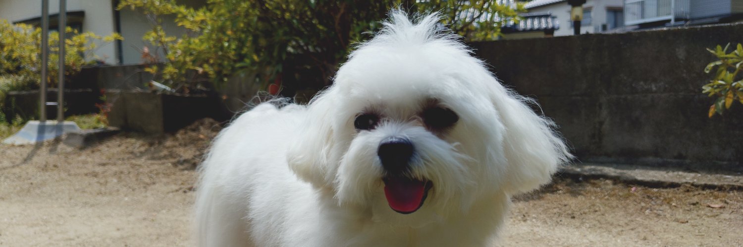 chikomaruchi's profile banner image
