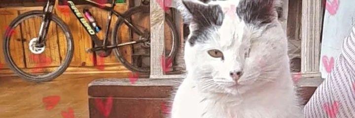 lostucchi's profile banner image