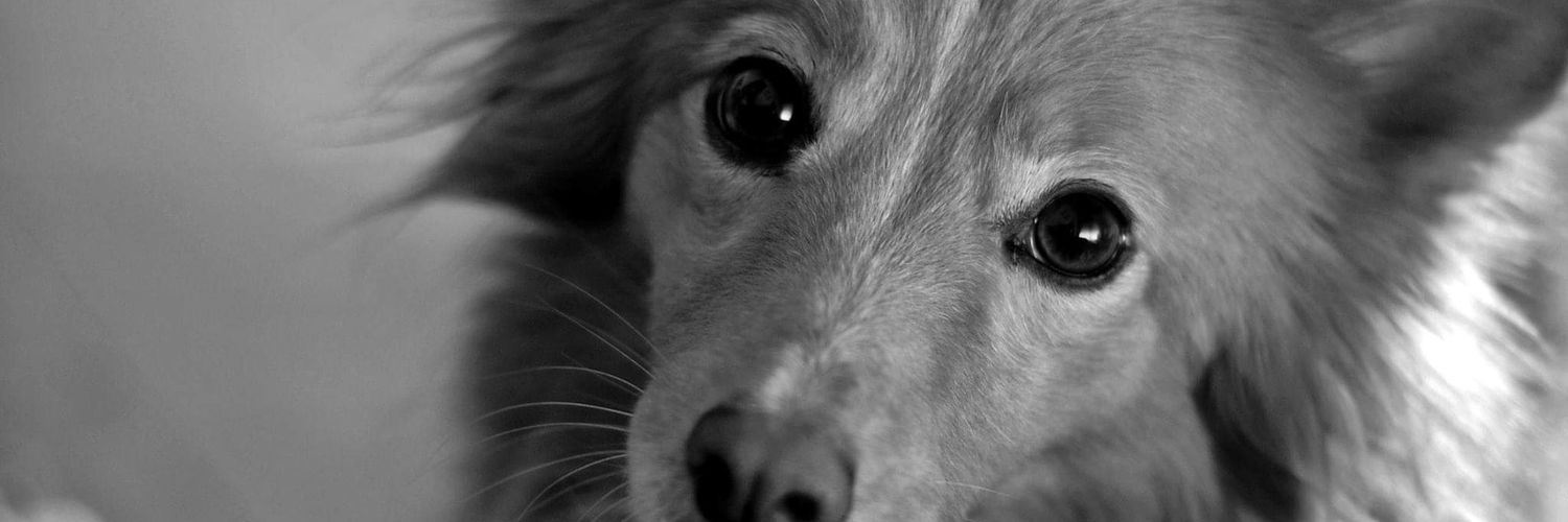 MaCecilia85's profile banner image
