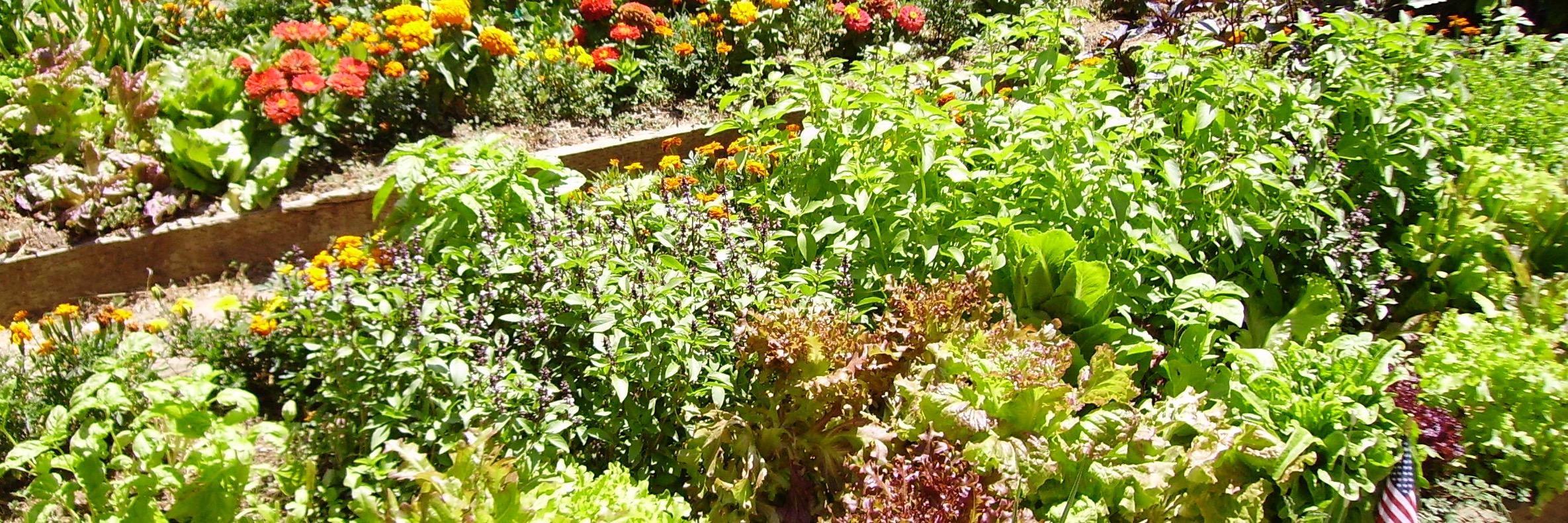 homeorganicfarm's profile banner image