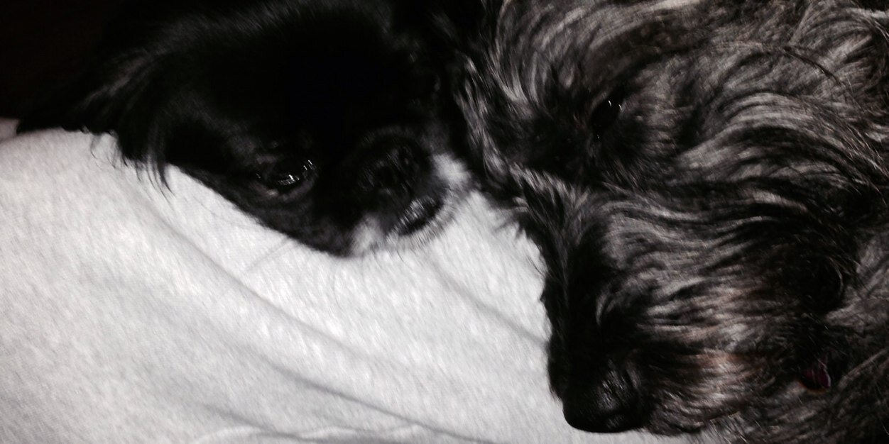 lanedogmilli's profile banner image