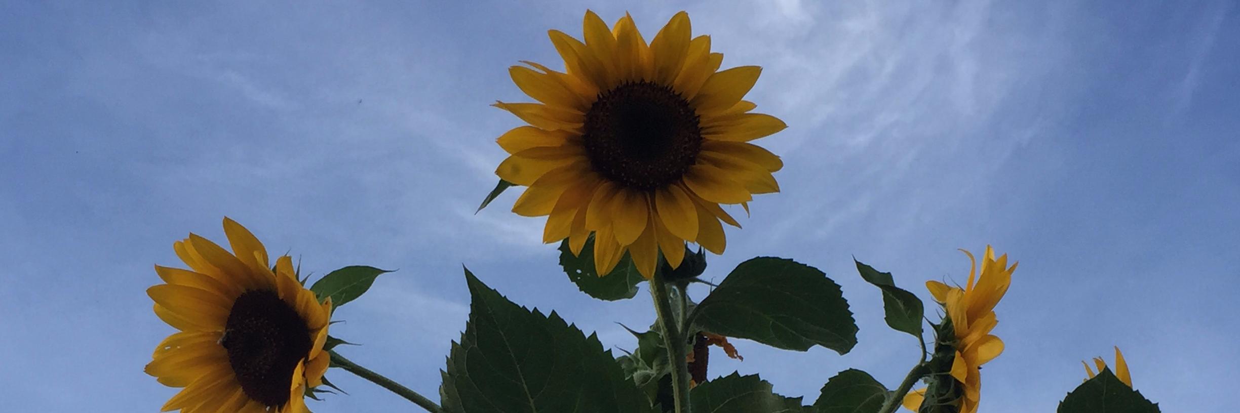 suewashburn's profile banner image