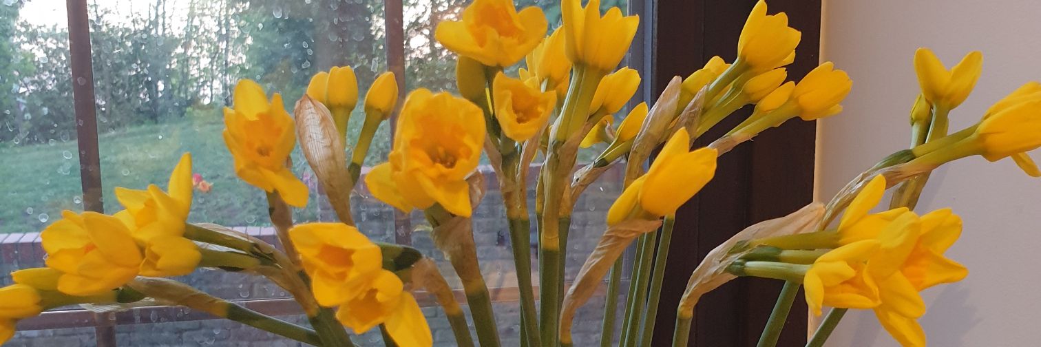 lisao1710's profile banner image
