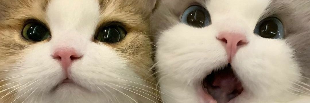 mowrine_'s profile banner image