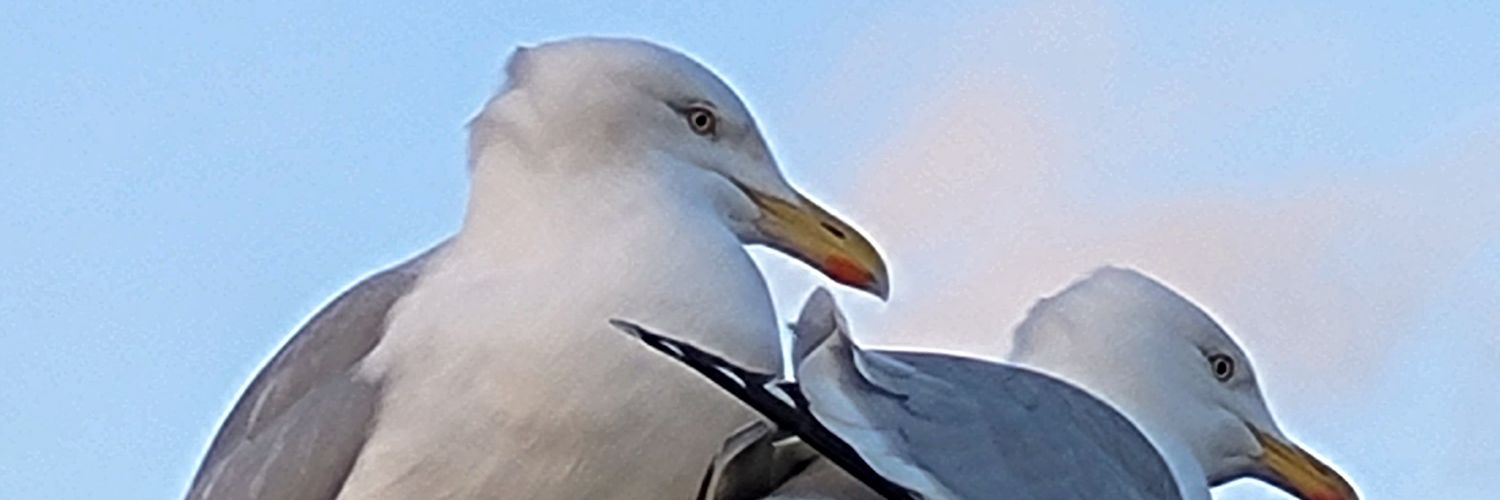 boogiewithers's profile banner image