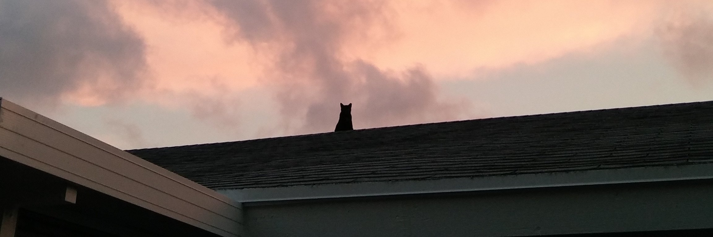 Cat Sunn banner