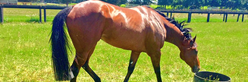 Mitchell Park banner