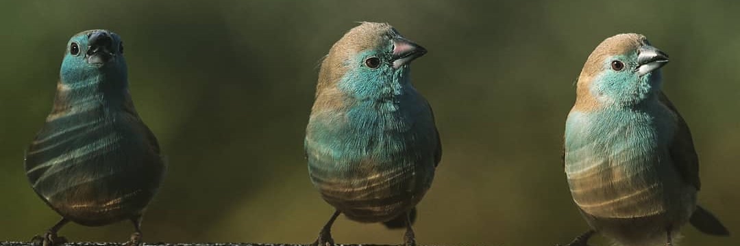 JacobMsauki's profile banner image