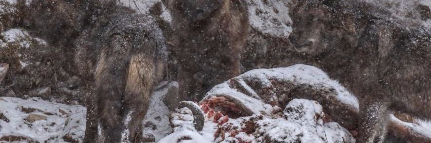 DeadRaven3's profile banner image