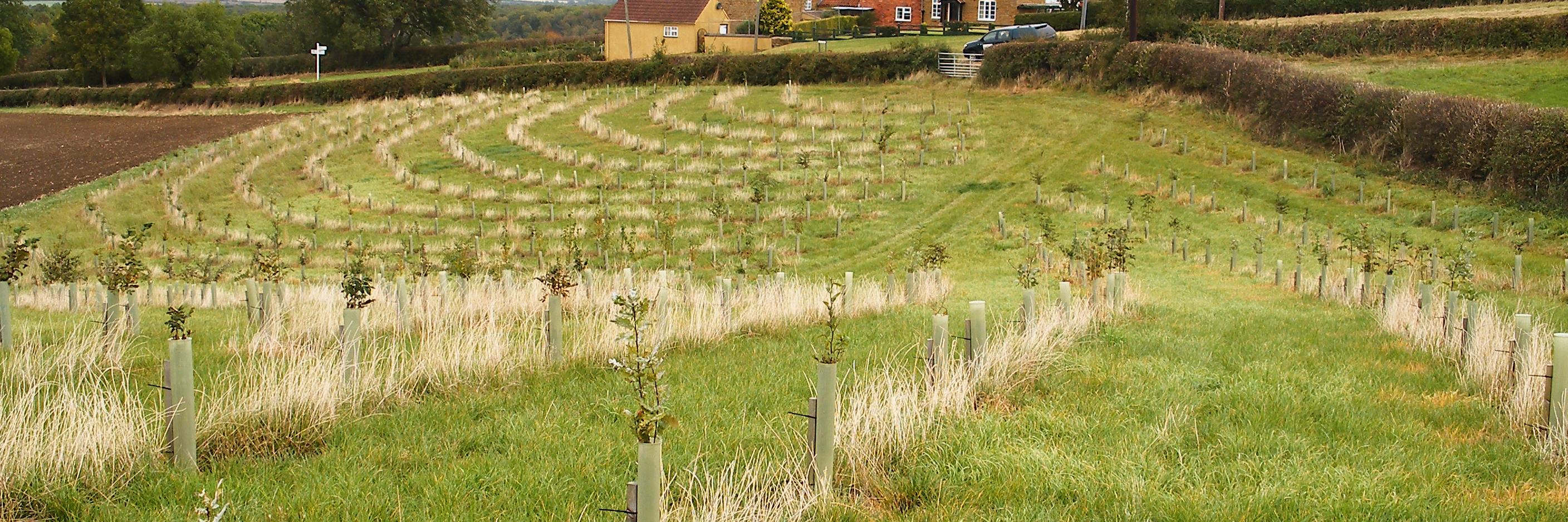 TreesandHedging's profile banner image