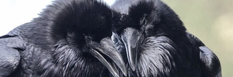 Ghost15_'s profile banner image