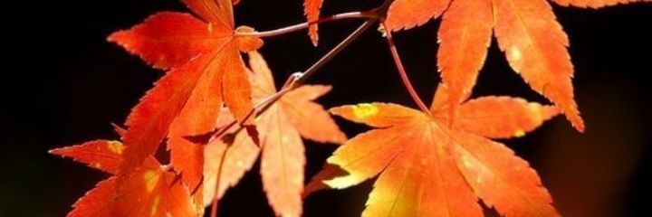 gugux1's profile banner image