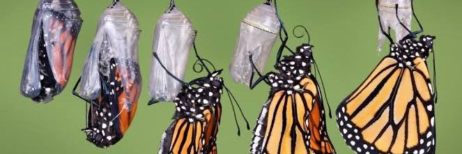 New_tiger banner