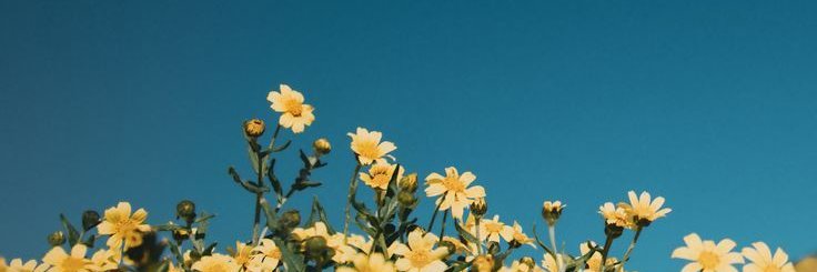 StëphyyLouu🟢 banner