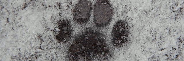 Gator The Catahoula banner