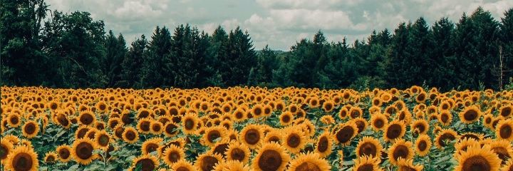 Cammila_Sol's profile banner image