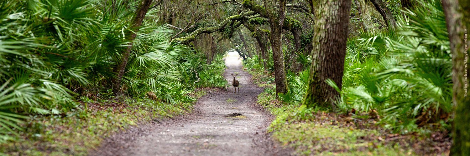 Environment Georgia banner