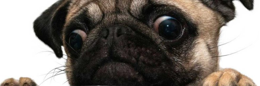 andpug's profile banner image