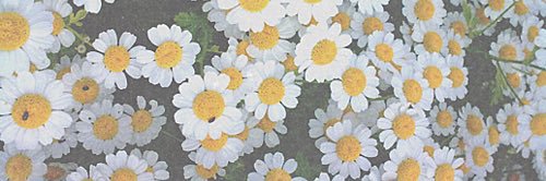もか（取引垢） banner
