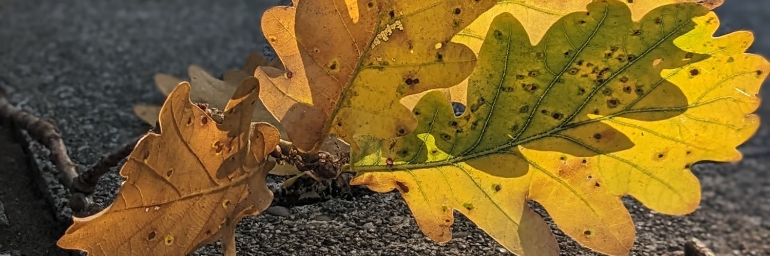 icatalogthings's profile banner image