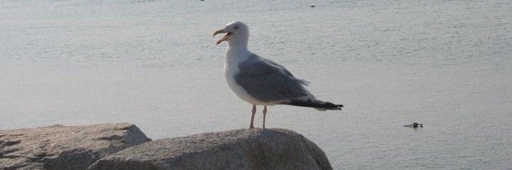 lowellwriter's profile banner image