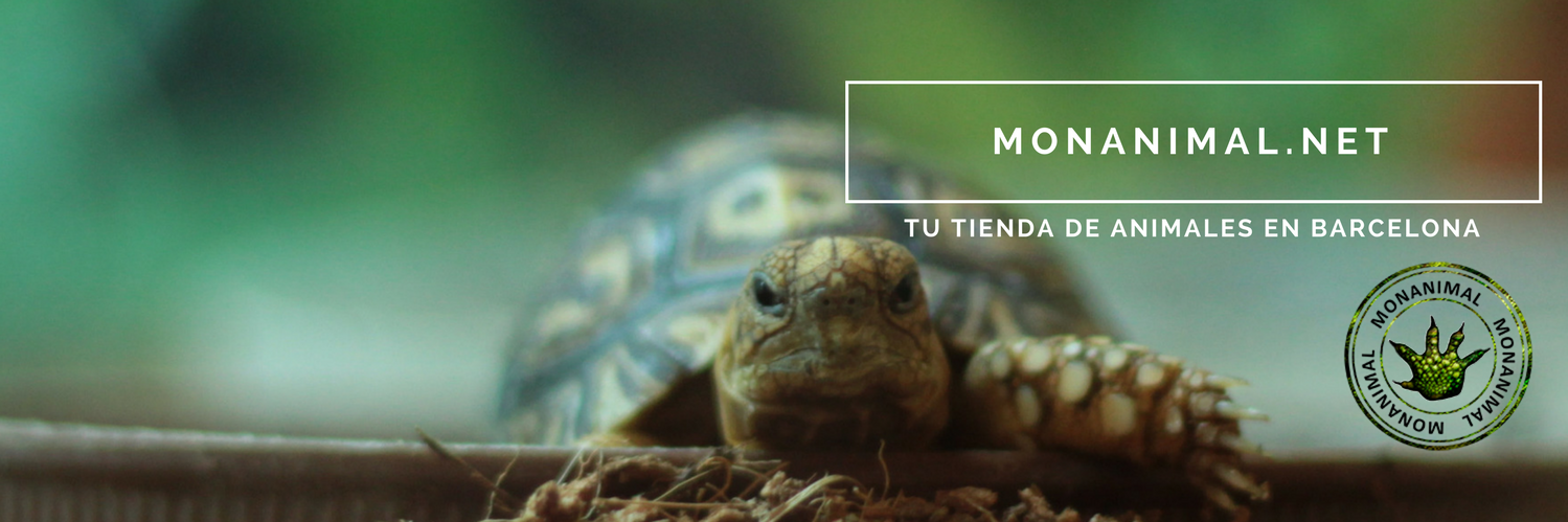 Twitter banner for @monanimal