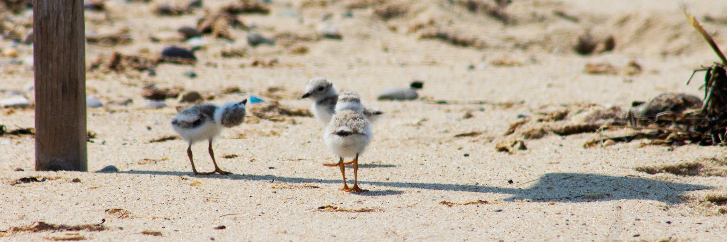 Matheus Macedo-Lima banner