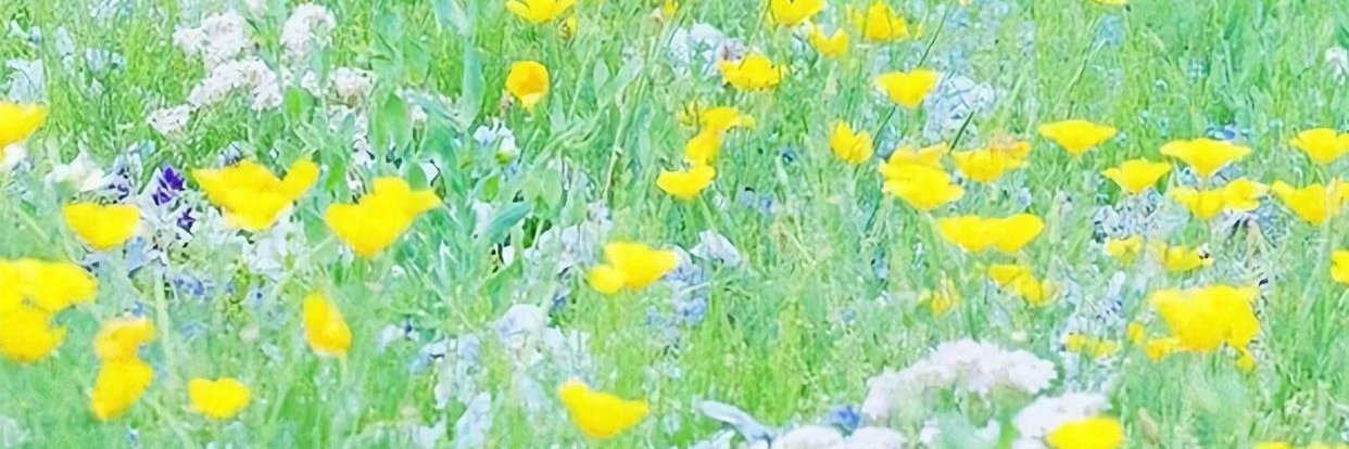 sollunaghost.eth banner