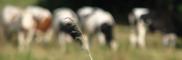 BenoitDevault's profile banner image