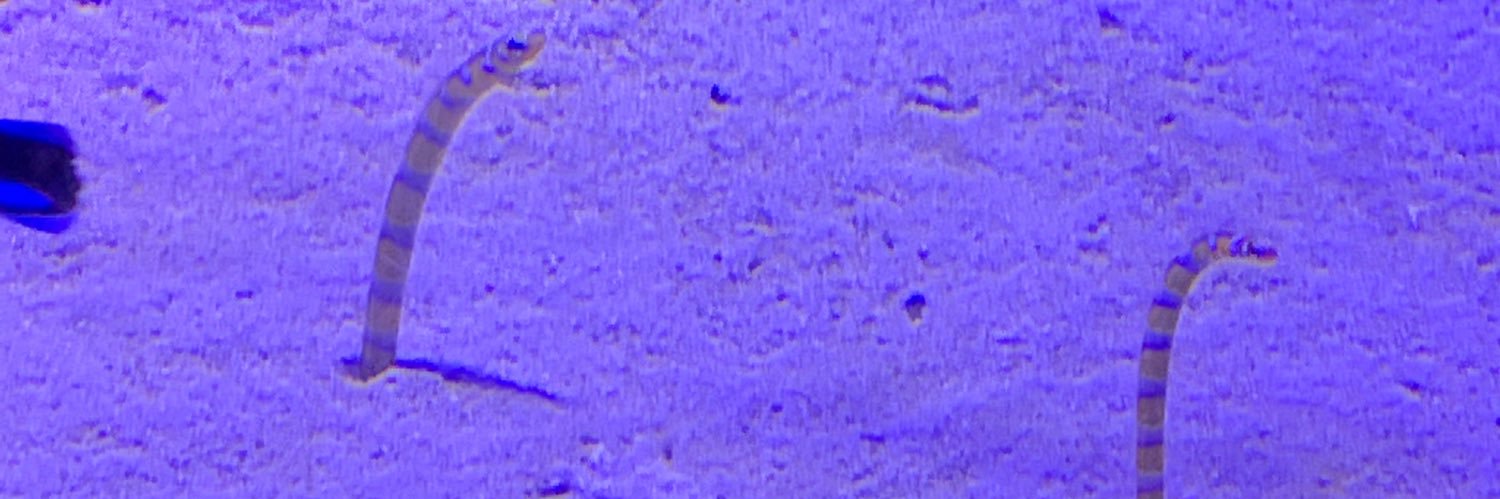 sugar18egg's profile banner image