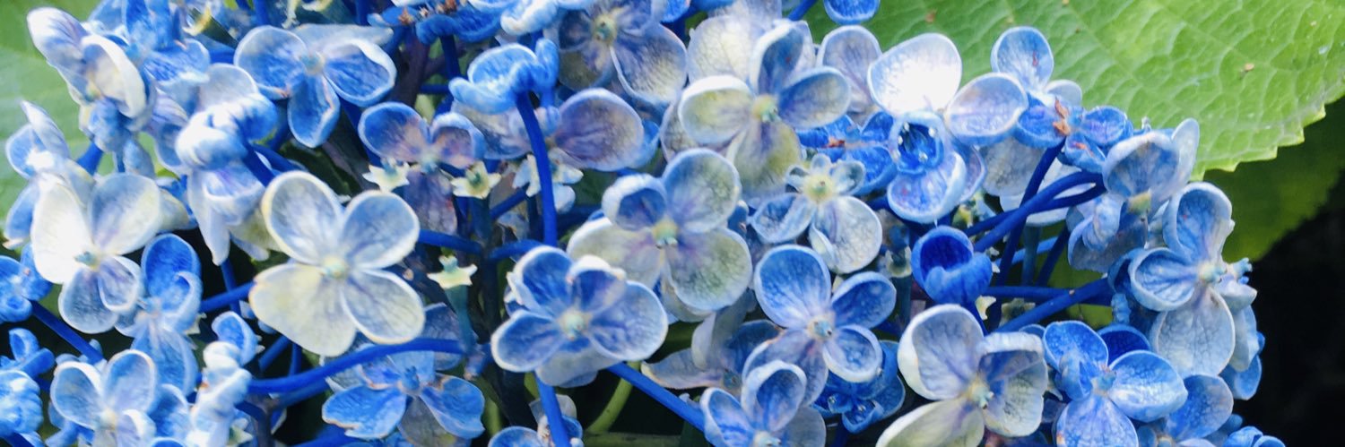 髙橋スミレ banner